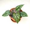 Philodendron Plowmanii (Silver)