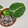 Philodendron Gloriosum