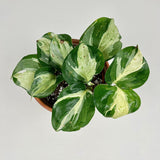 Epipremnum Manjula