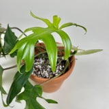 Philodendron Mayoi